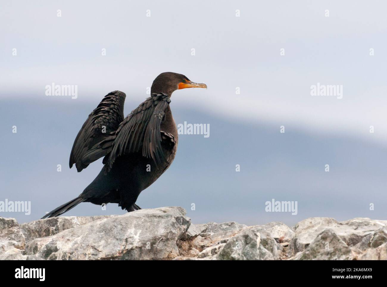 Geoorde Aalscholver; Double-crested Cormorant (Phalacrocorax auritus) Stock Photo