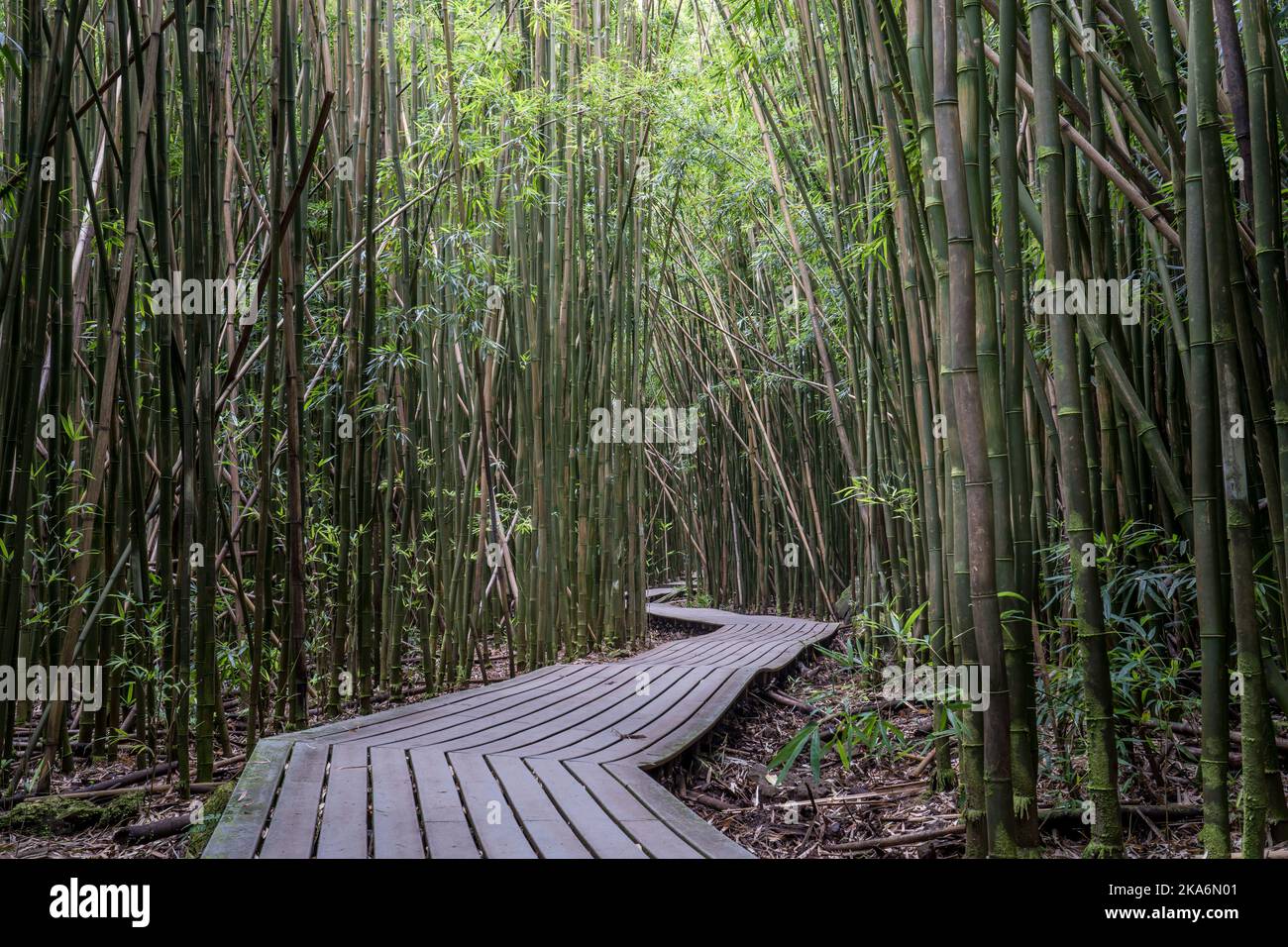 Pipiwai bamboo trail hike on Road to Hana Maui Hawaii Stock Photo Alamy