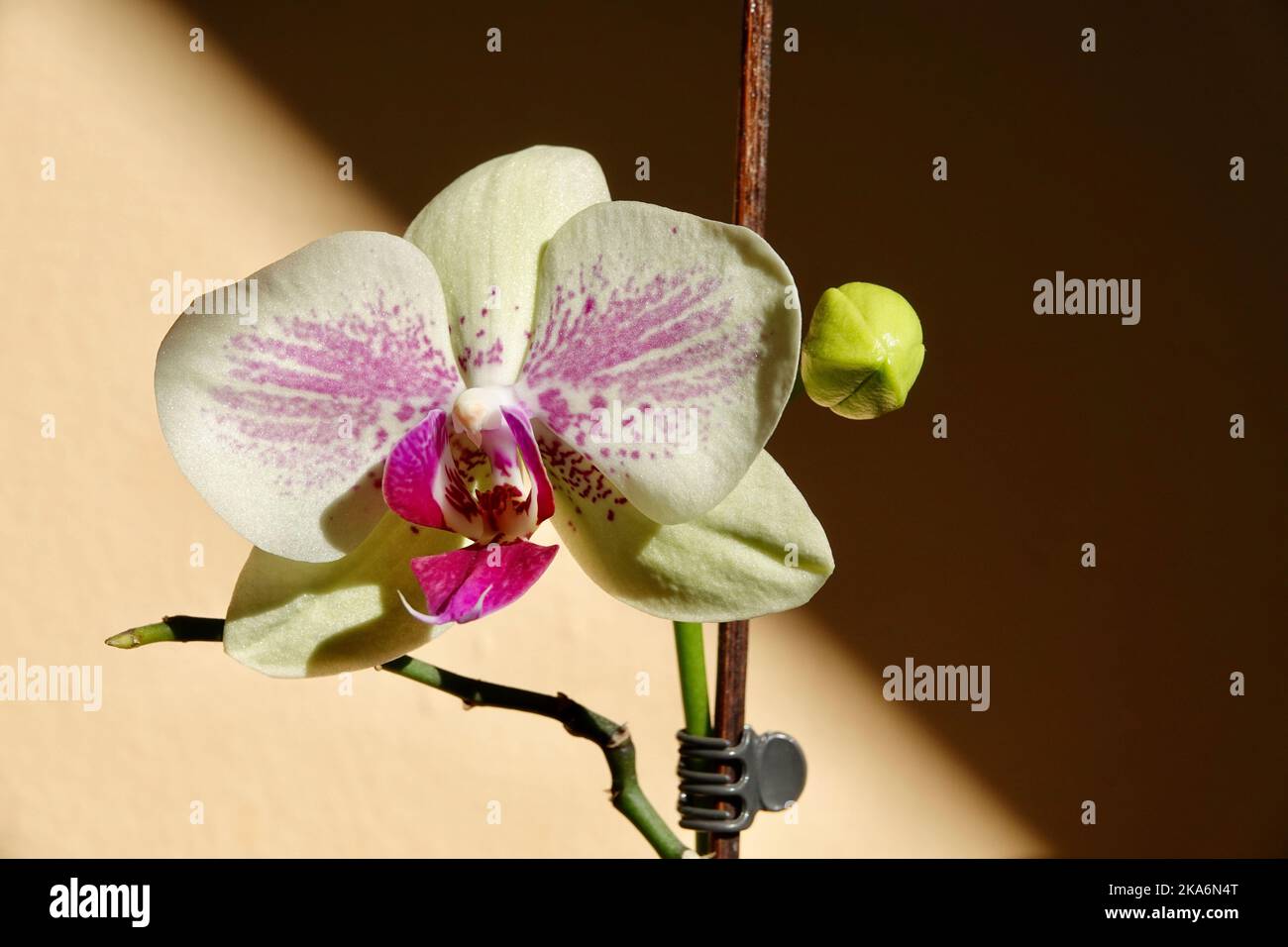 Floral concept. Orchid growing tips. How take care of orchid plants indoors. Most commonly grown house plants. Orchids blossom close up. Orchid flower Stock Photo