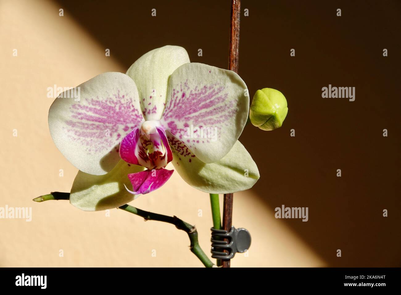 Floral concept. Orchid growing tips. How take care of orchid plants