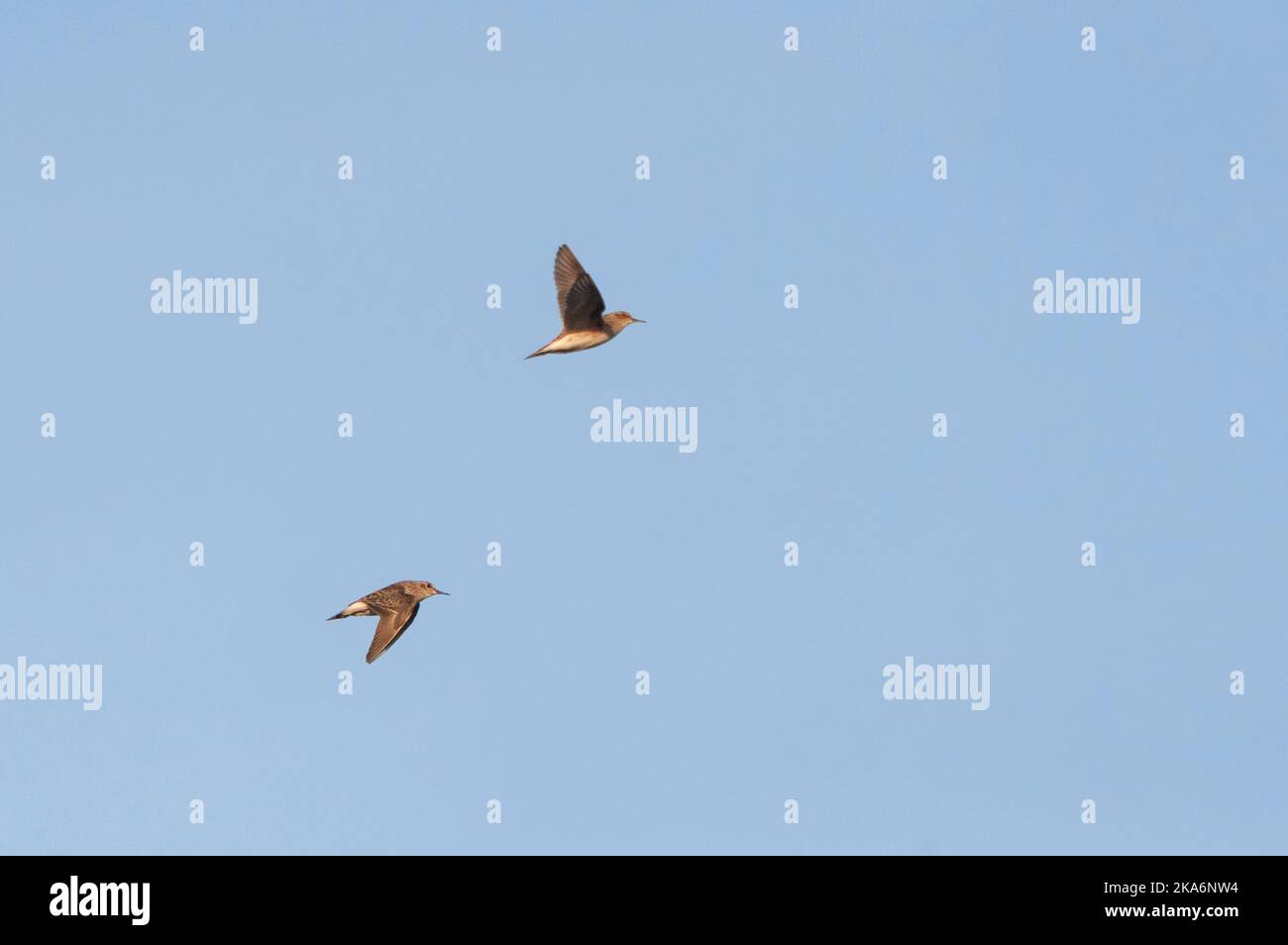 Adult Long-toed Stint (Calidris subminuta) in flight over Chinese ...