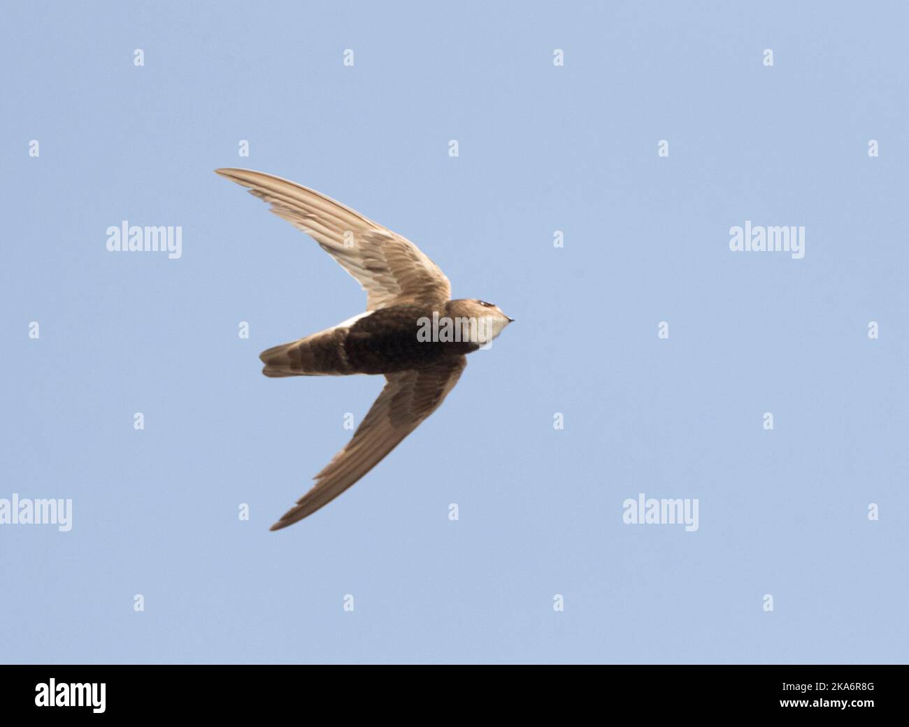 Little Swift (Apus affinis) at one of the few breeding area's in Europe. Stock Photo