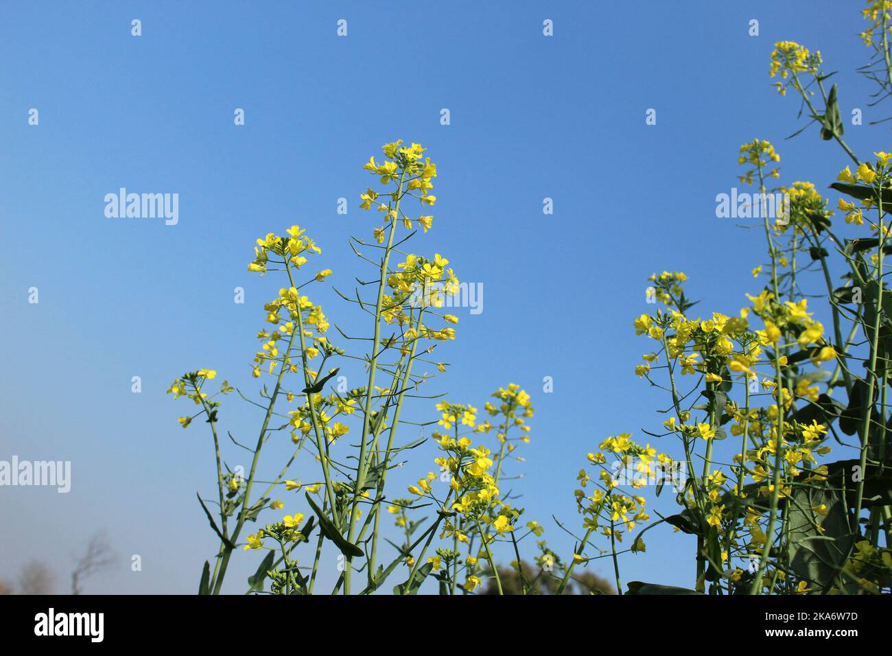 Sarson Flower Sarson field hi-res stock photography and images - Alamy