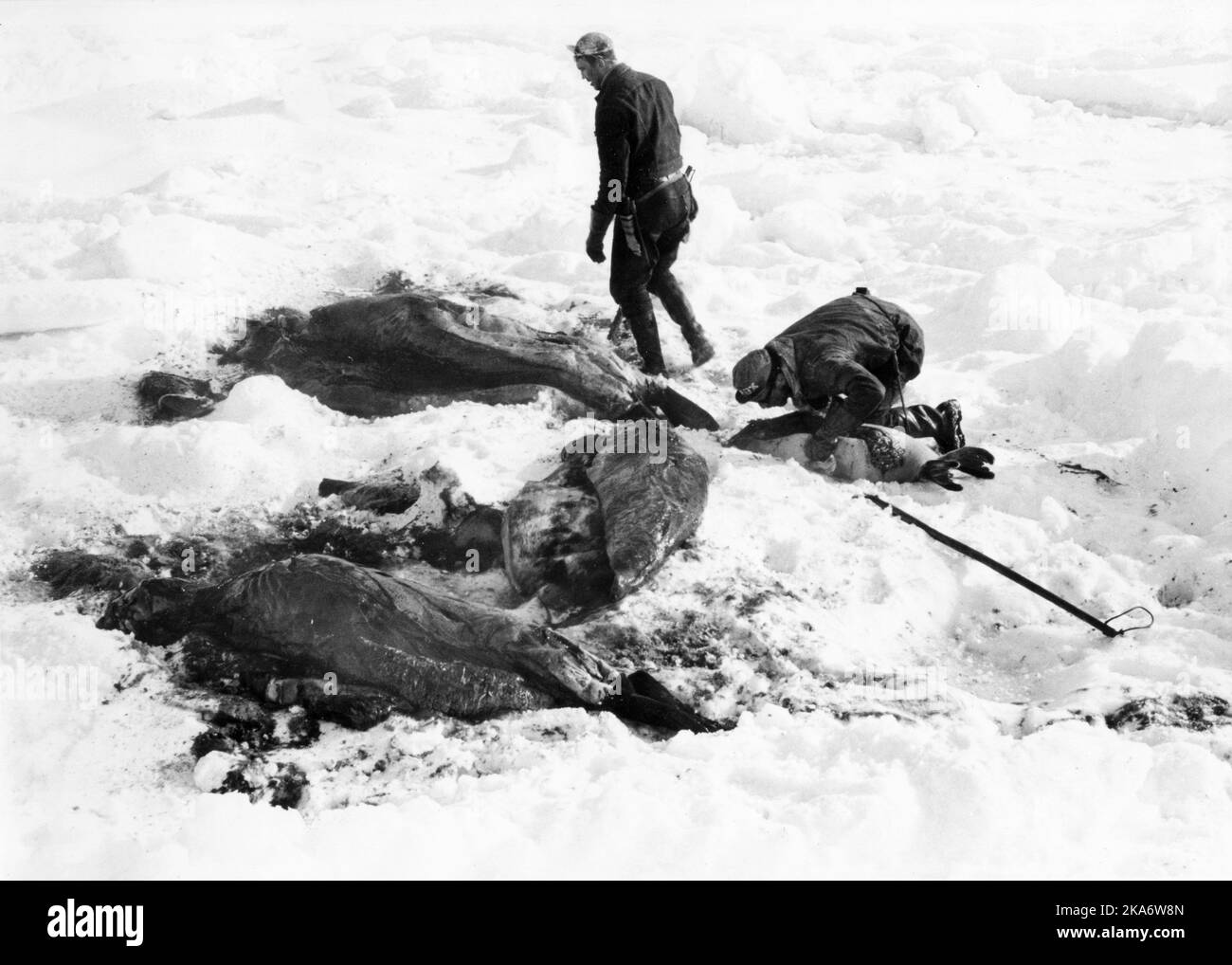 Seal hunting in Antarctica.  A helicopter brought trappers out to herds of seals on ice. Stock Photo