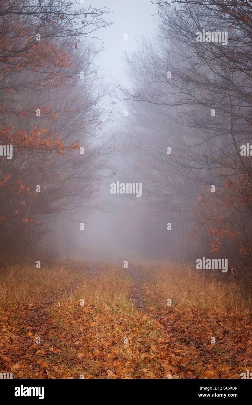 Mystic foggy forest road hi-res stock photography and images - Alamy