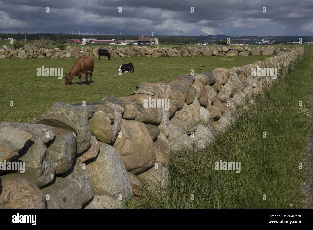 Stavanger, Norway 20170703. Stone fence on Jaeren, with cows on pasture and wind turbines in the background. Photo: Vidar Ruud / NTB scanpix Stock Photo