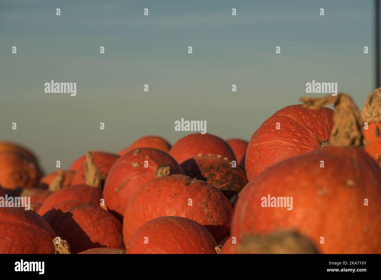 A lot of pumpkins in the autumn. Blue sky . Stock Photo