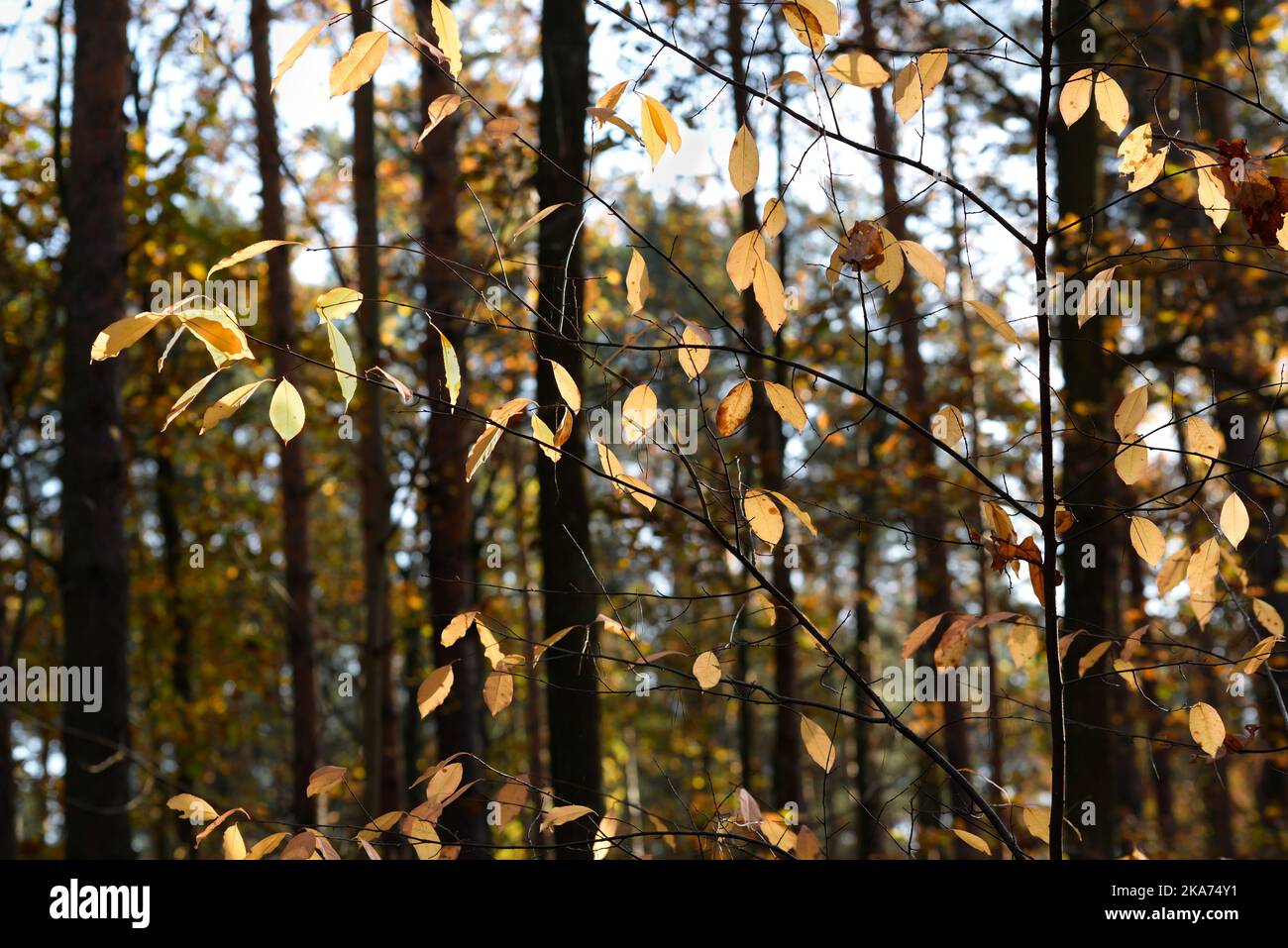 Prunus serotina, wild cherry yellow leaves in autumn forest selective focus Stock Photo