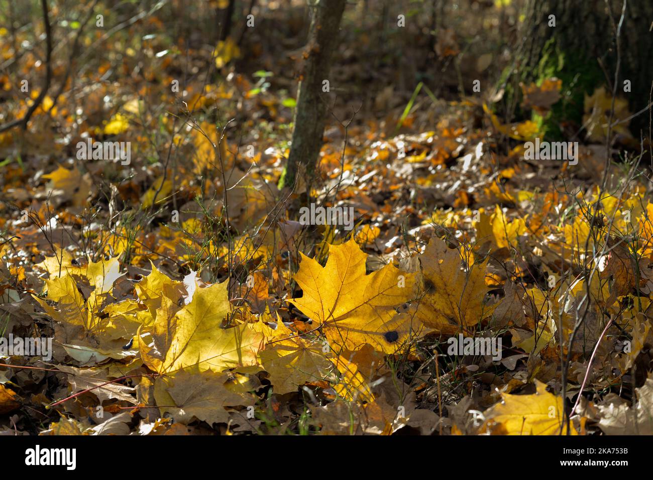 fallen maple tree leaves in autumn forest selective focus back lit Stock Photo