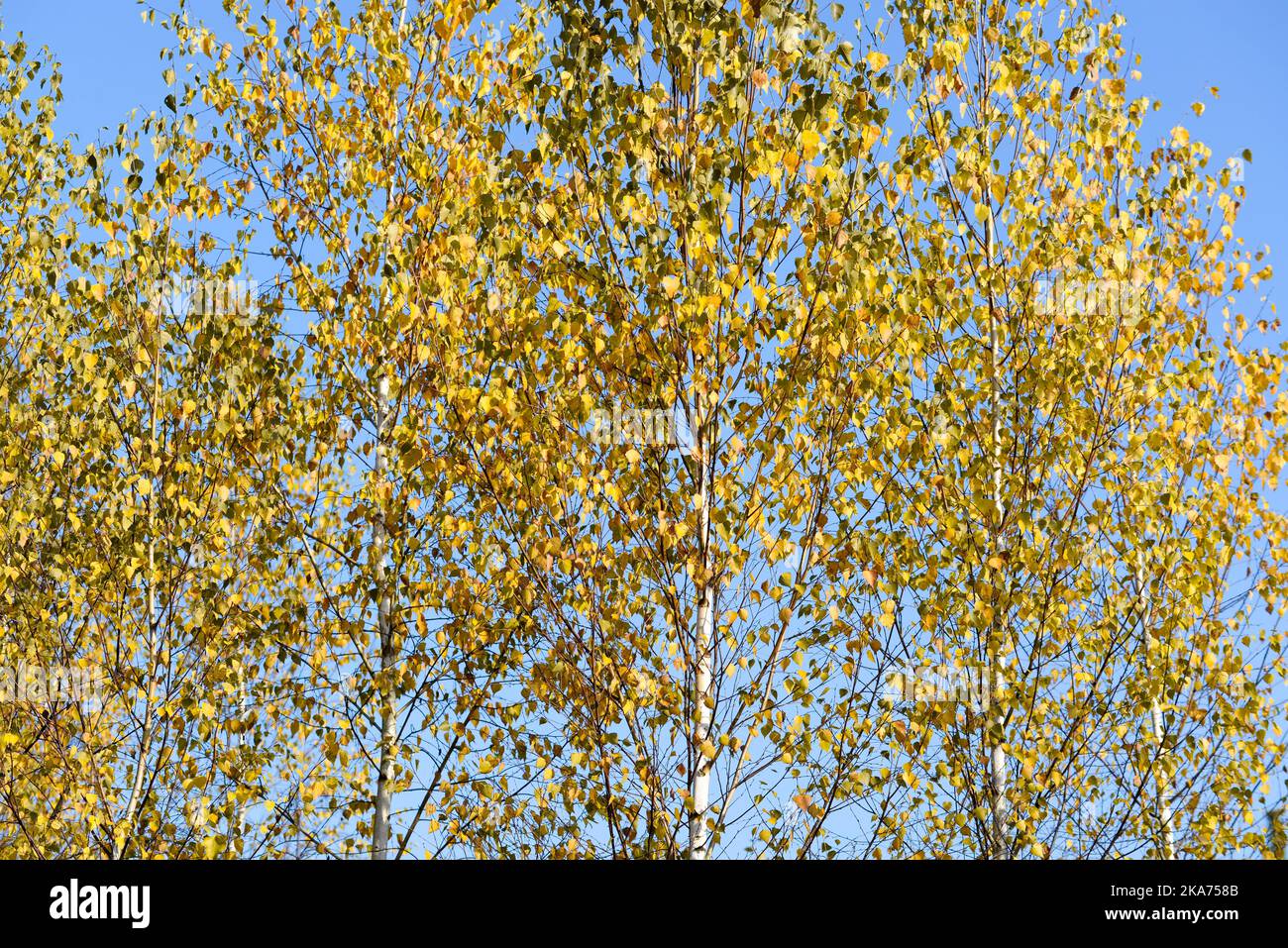 fall birch trees on blue sky selective focus on sunny day Stock Photo