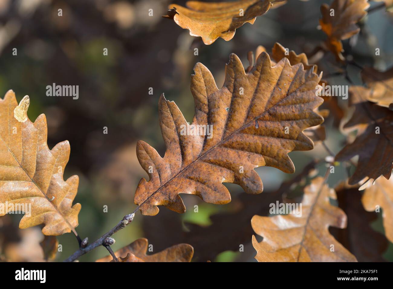 autumn brown oak leaf on twig  closeup selective focus Stock Photo