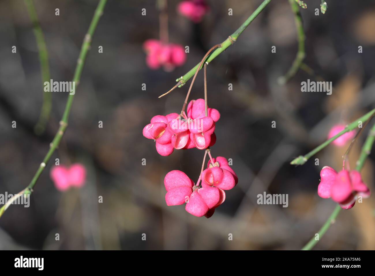 Euonymus europaeus,  common spindle pink fruits closeup selective focus Stock Photo