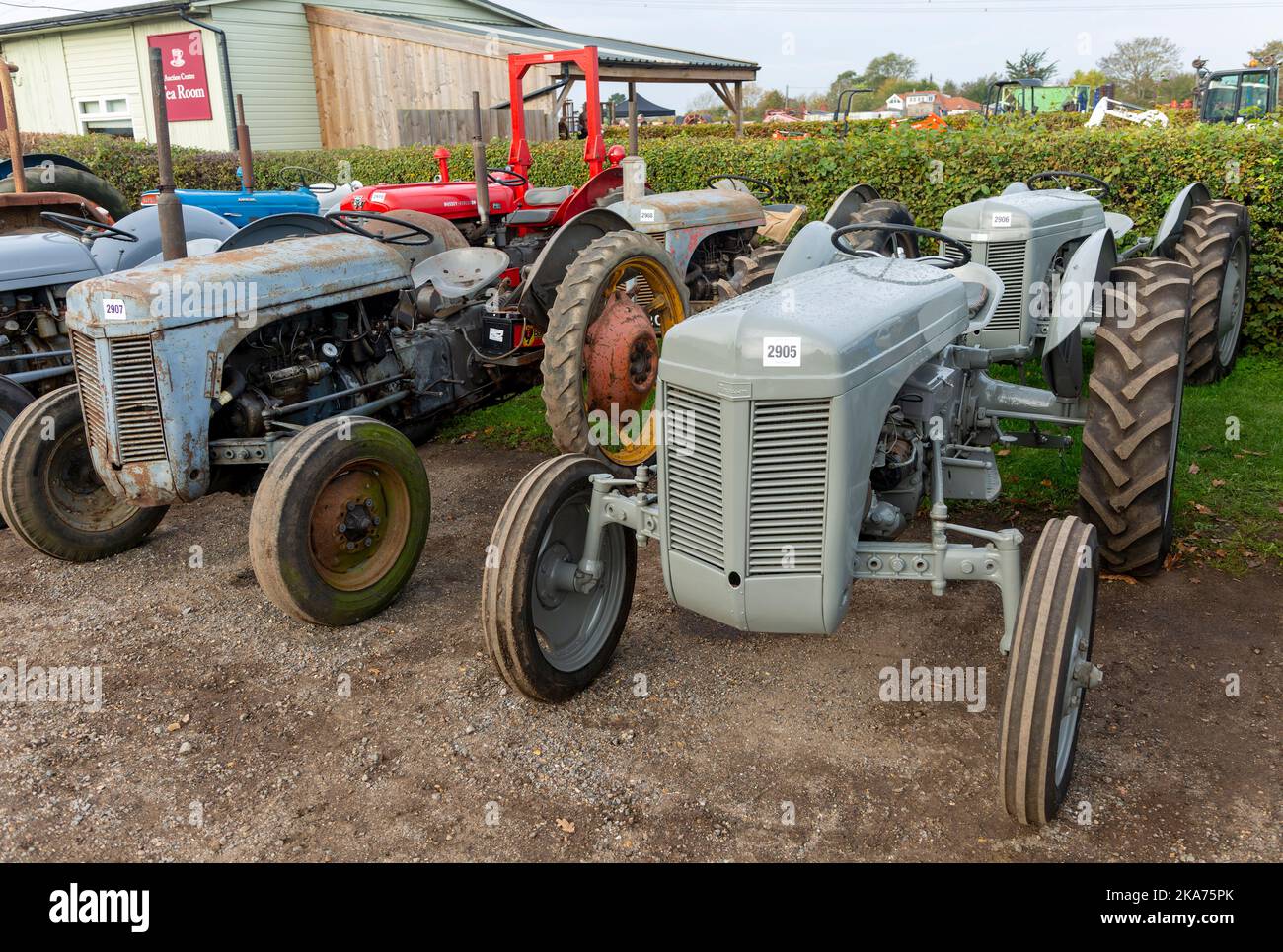 Grey Ferguson vintage tractors on display at auction sale, Campse Ashe