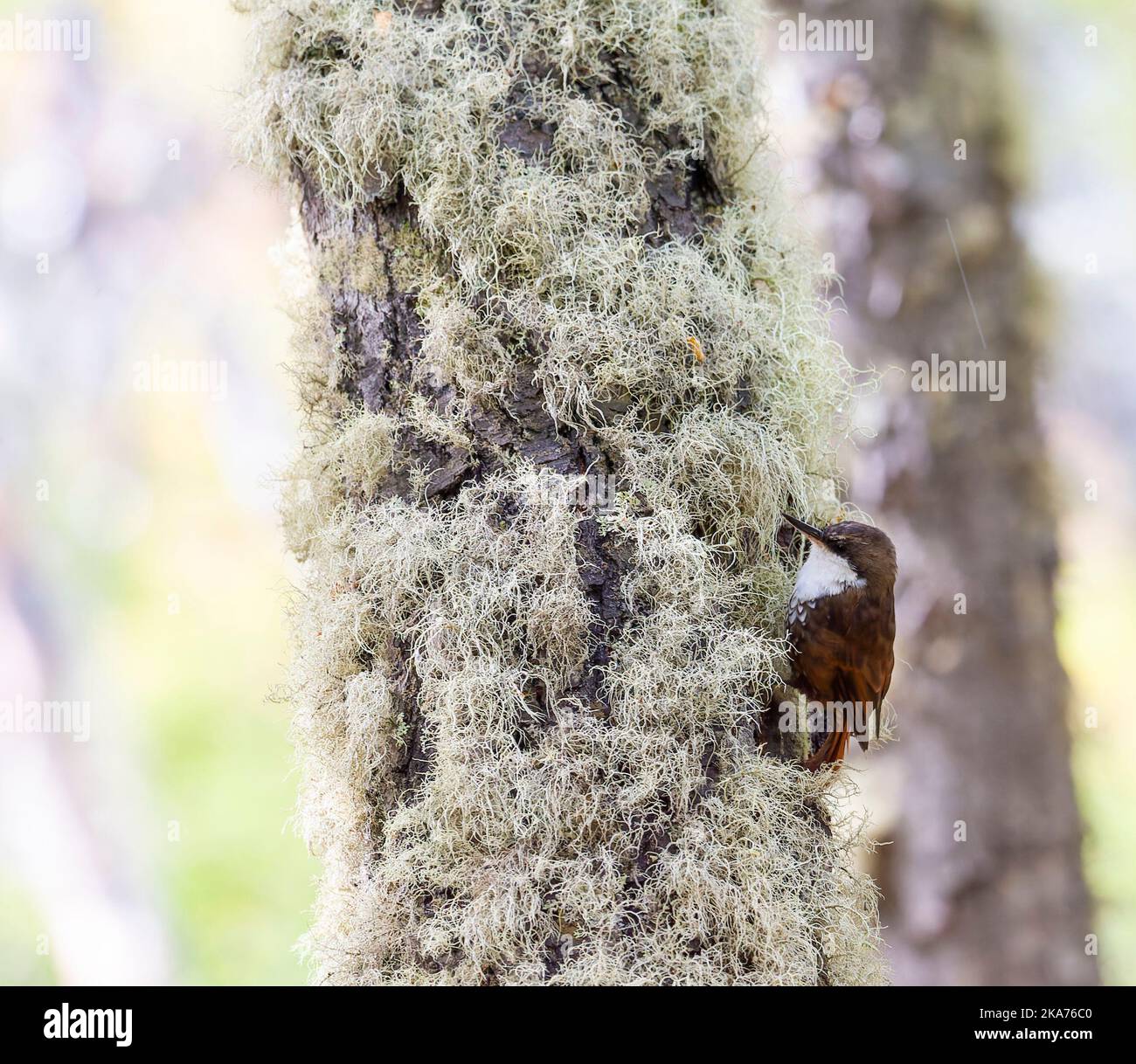 White-throated Treerunner (Pygarrhichas albogularis) in Patagonia forest, Tierra del Fuego, southern Argentina. Stock Photo
