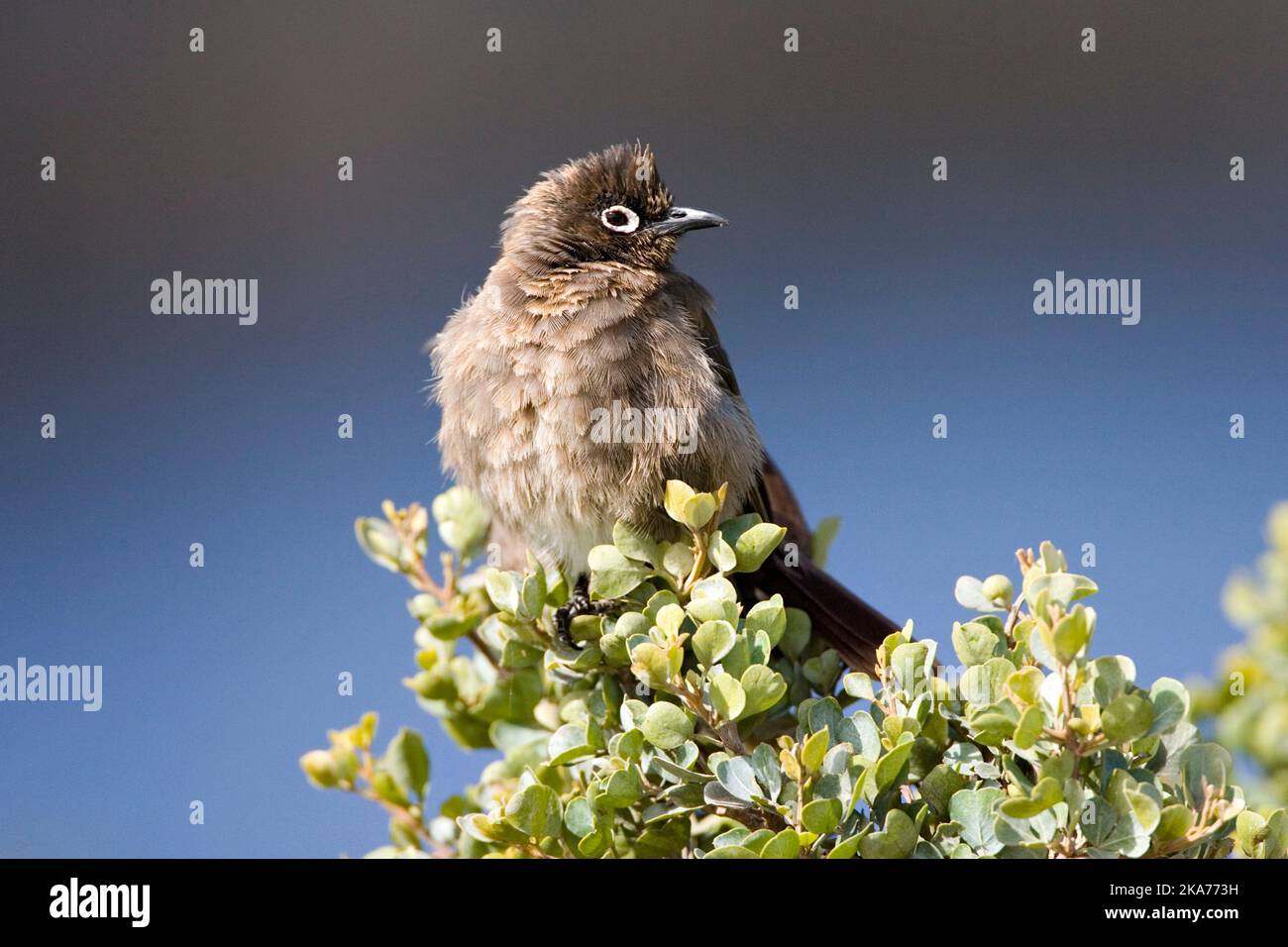 Cape Bulbul (Pycnonotus capensis) perched on top of a low bush in South Africa. Looking sideways. Stock Photo