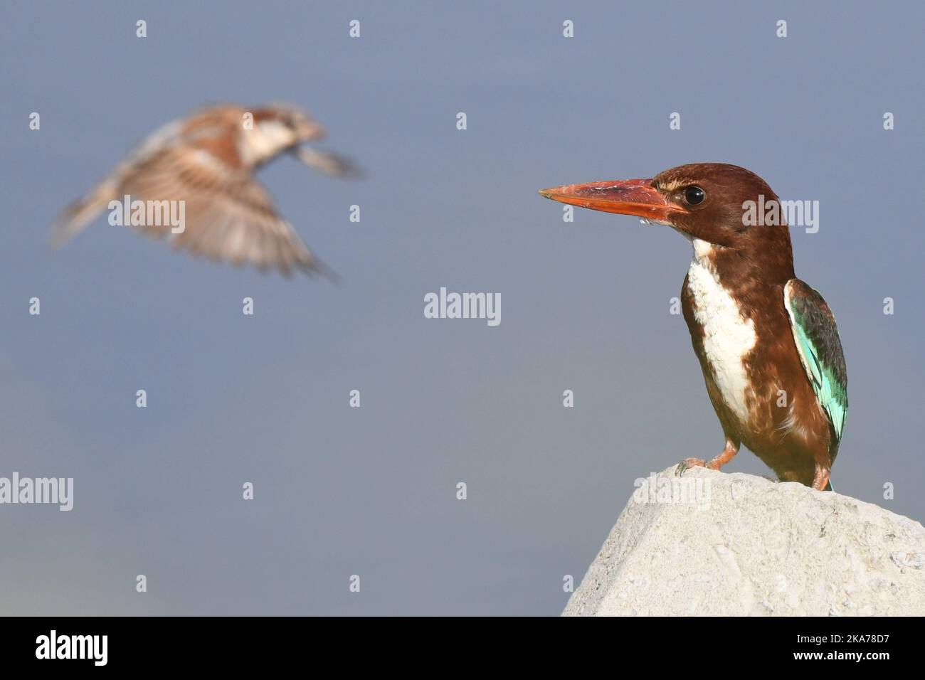 (200707) -- KUWAIT, July 7, 2020 (Xinhua) -- A white-throated kingfisher (R) stands on a rock at a beach in Kuwait City, Kuwait, July 7, 2020. (Photo by Ghazy Qaffaf/Xinhua) Stock Photo