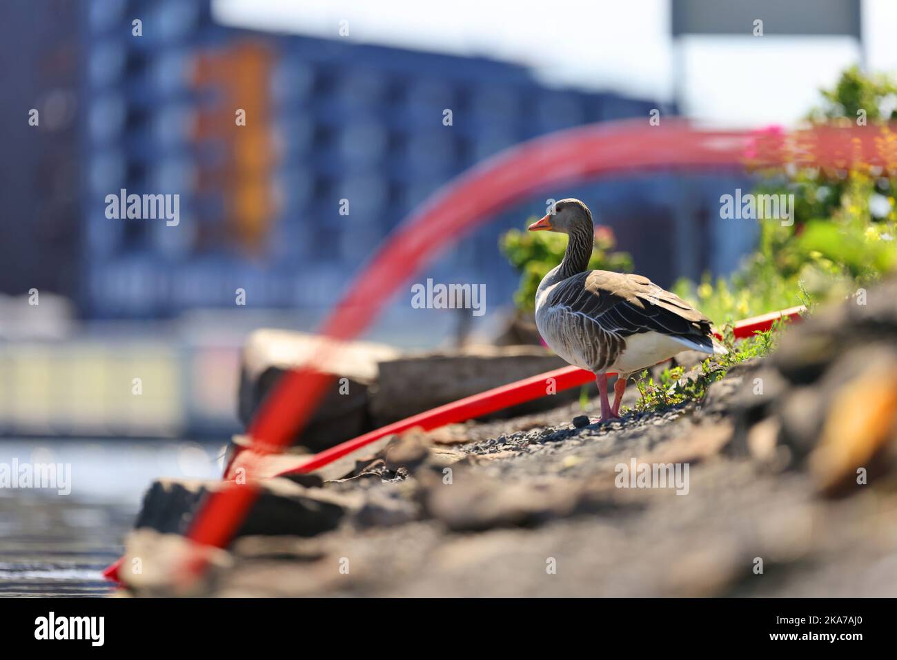 Hvor kan man kjøpe canada goose i oslo Clearance