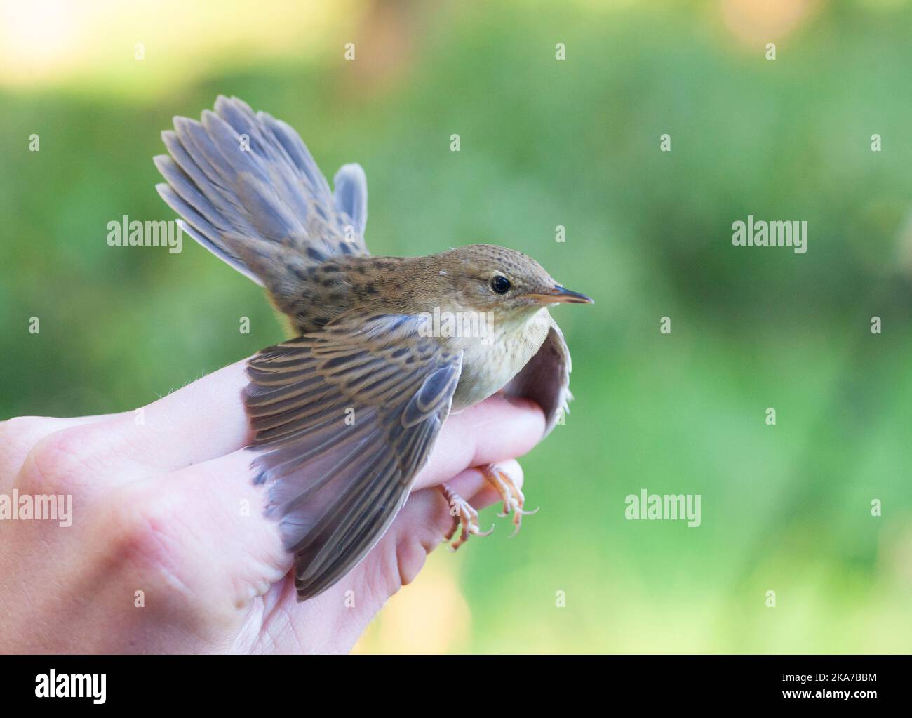 Warbler Ringing Common Grasshopper Warbler (Locustella naevia) caught at bird ringing ...