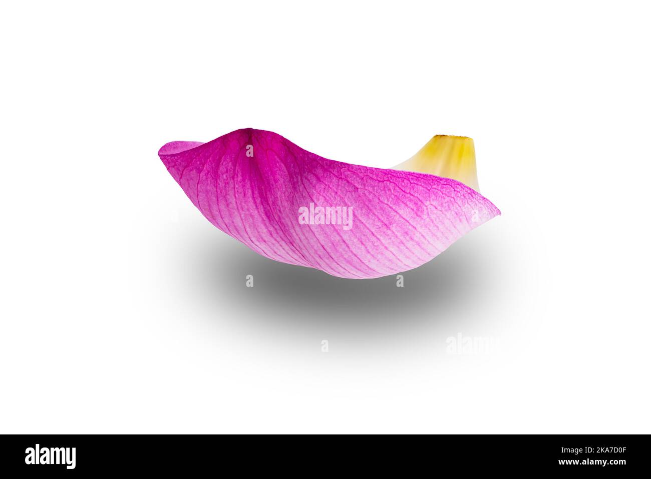 Single lotus petal or single sacred lotus petal isolated on white