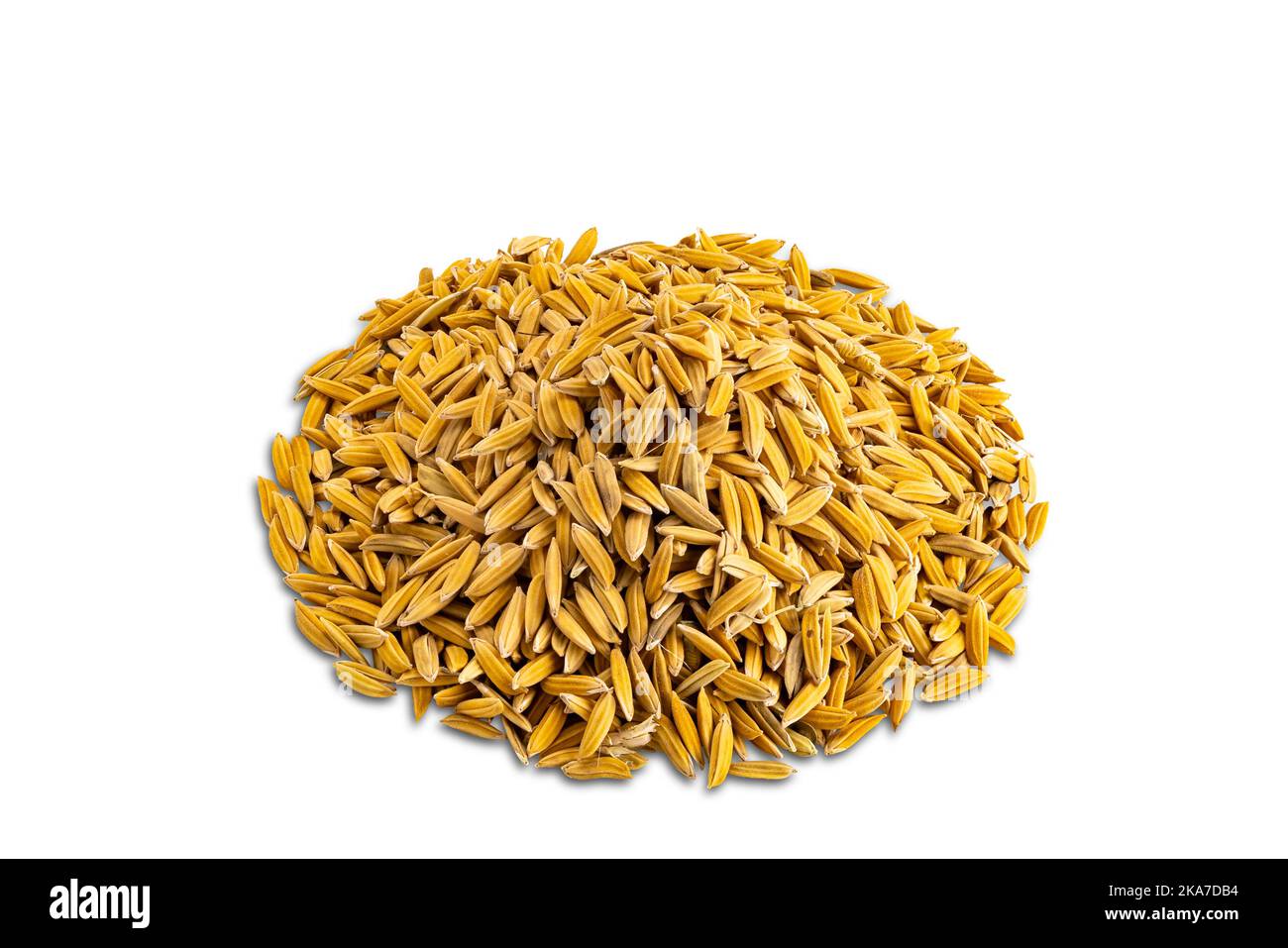 High angle view closeup pile of paddy rice isolated on white background ...