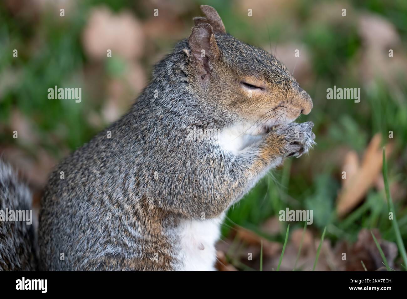 Grey Squirrel Eating Acorn Stock Photo Alamy