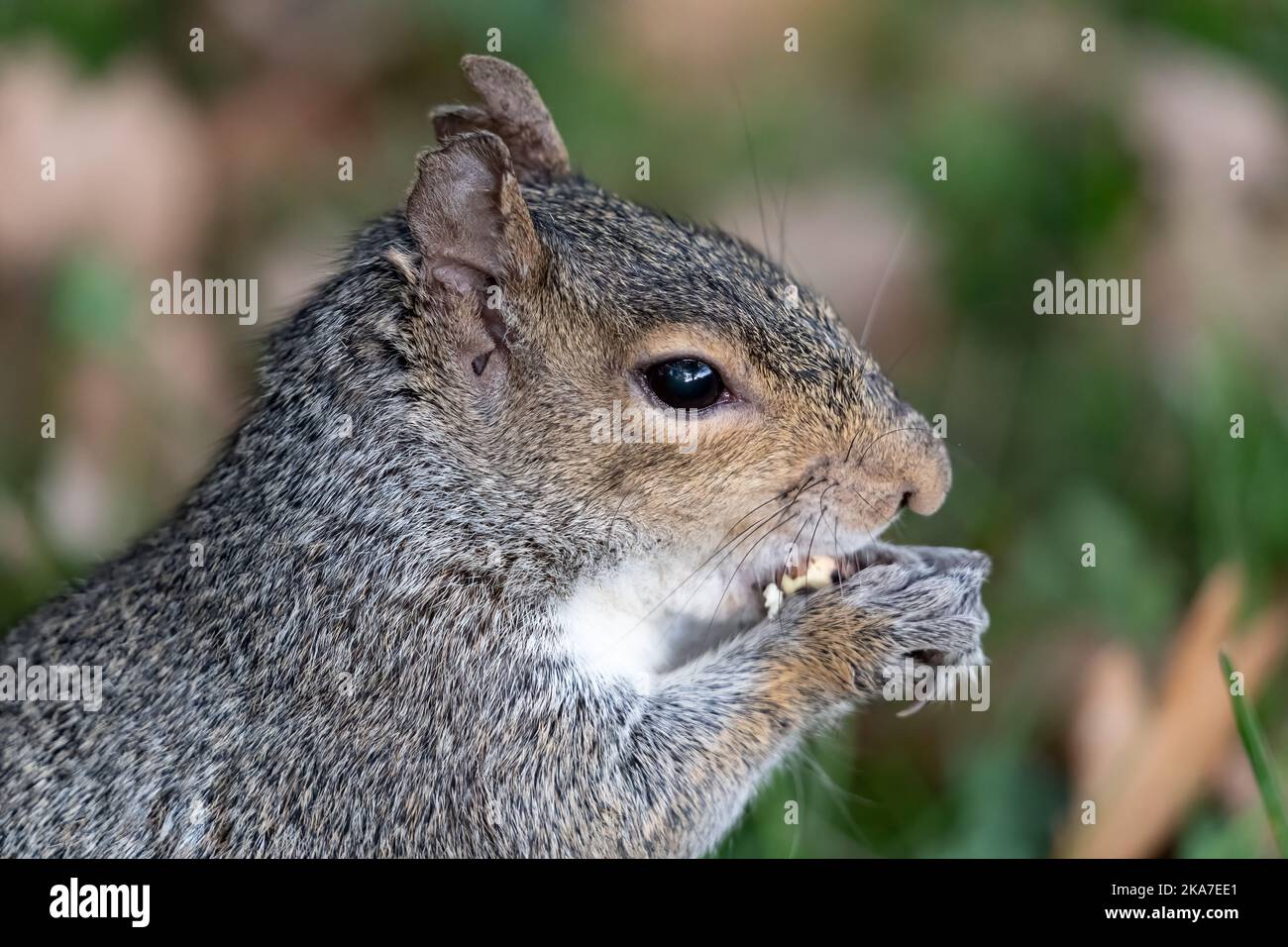 Grey Squirrel Eating Acorn Stock Photo Alamy