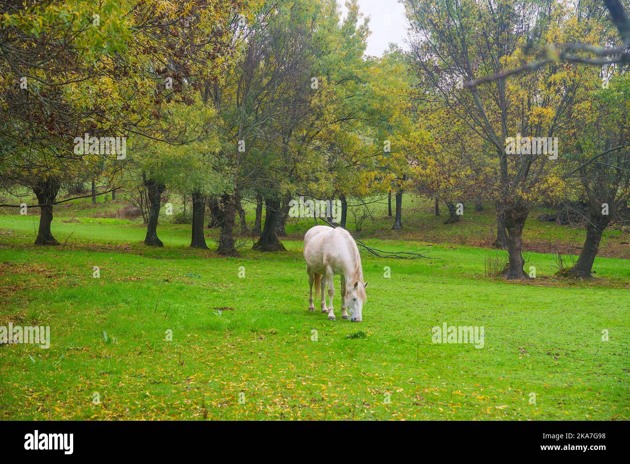 Horse in a meadow. Gascones, Madrid province, Spain. Stock Photo