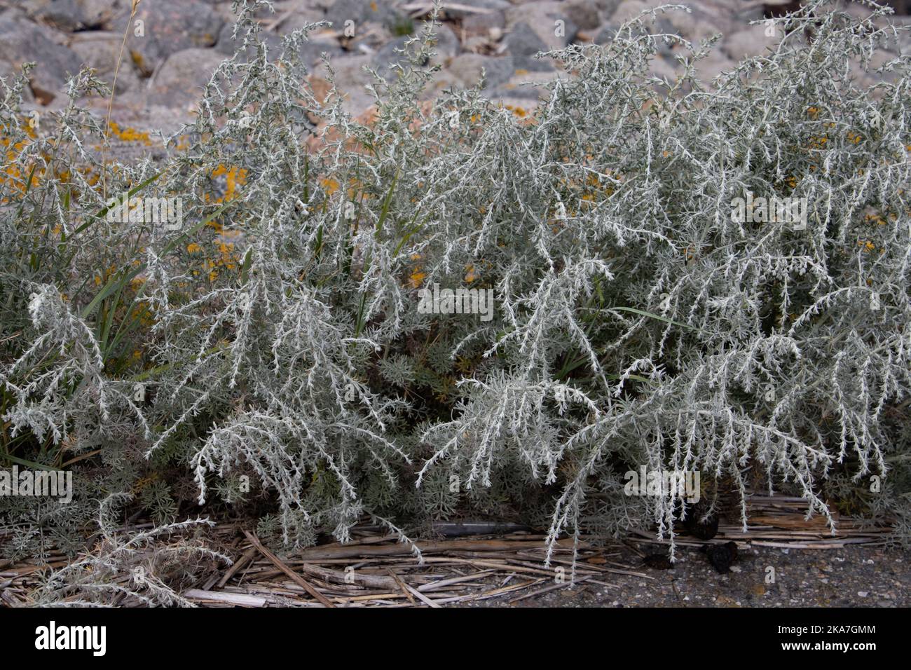 Sea wormwood on the coast of the north sea, also called Artemisia maritima Stock Photo