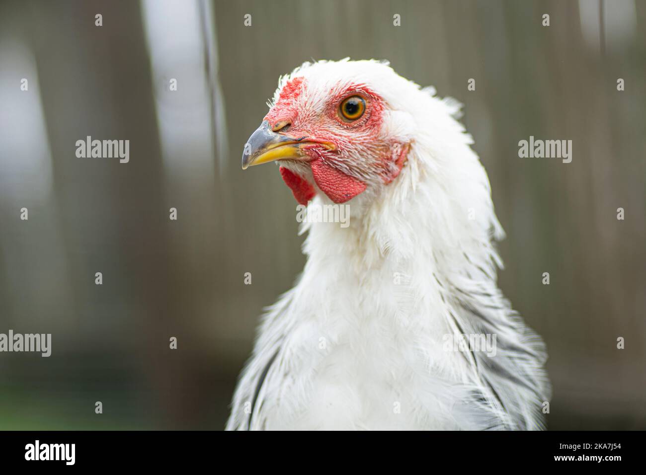 Domestic white chicken side portrait outside Stock Photo