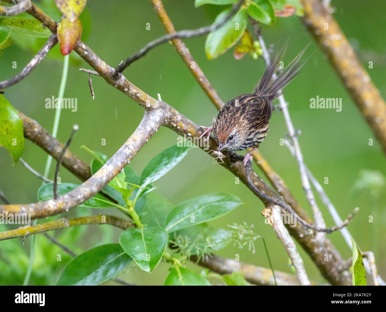 North Island New Zealand Fernbird )Poodytes punctatus vealeae) perched in a low bush. Stock Photo