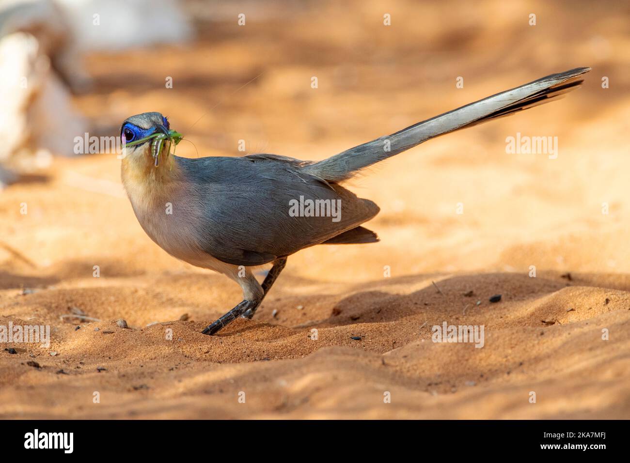 Running Coua (Coua cursor), an endemic species from the semiarid lowland forests of southwest Madagascar. Stock Photo