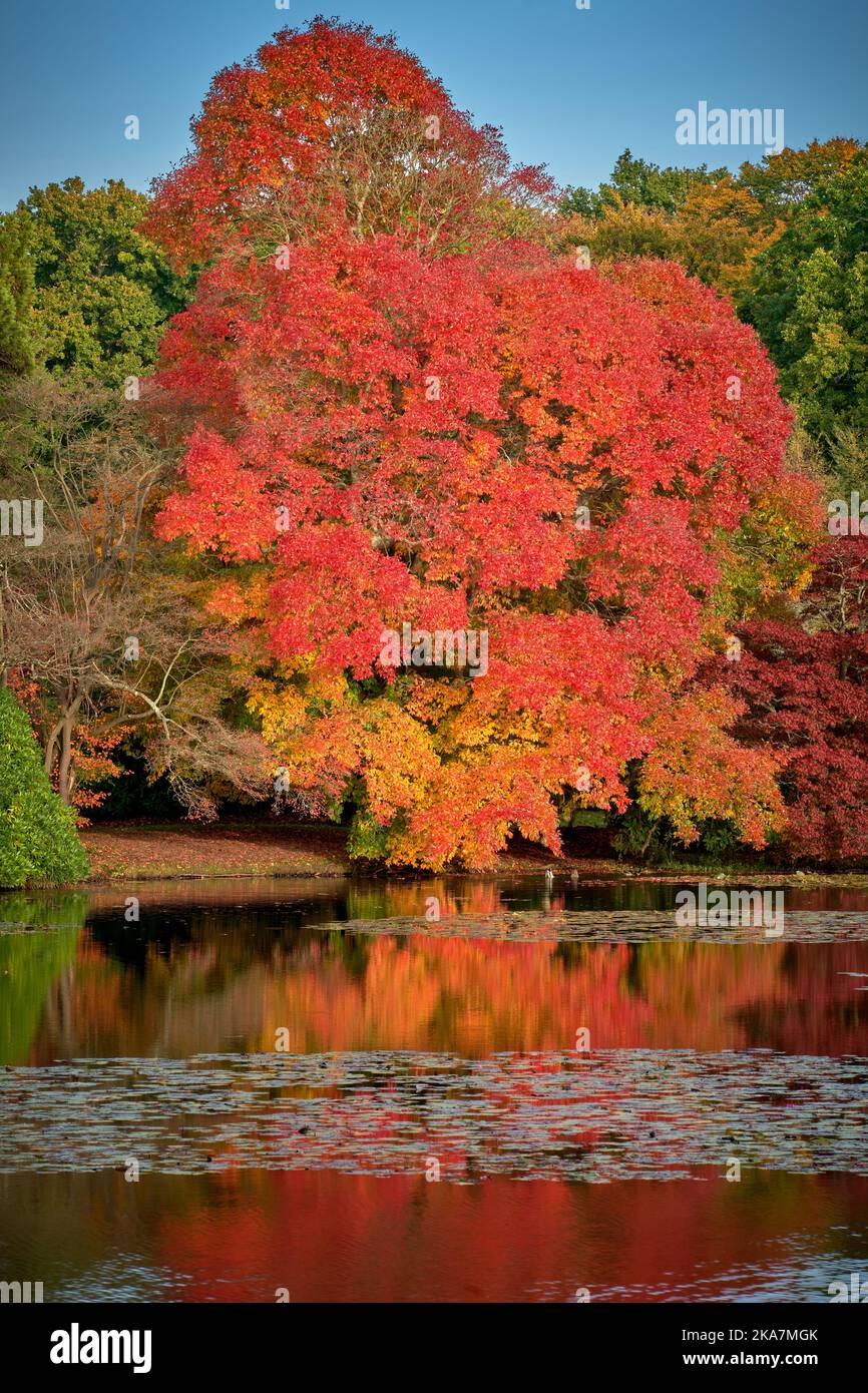 Black Tupelo tree by a lake in red autumn color Stock Photo