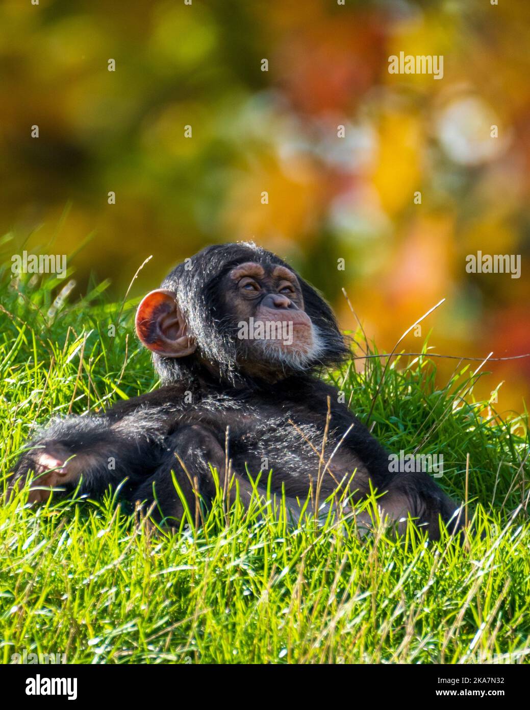 This baby chimp is named Lisoko and is just eight months old, born in February to 29 year old Jahaga at the 'Zoom Erlebniswelt' or the 'Ruhr-Zoo', Gel Stock Photo