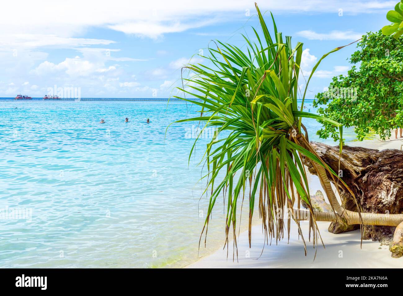 Screw palm and old log on white sandy beach, Conflict Islands, Papua New Guinea Stock Photo
