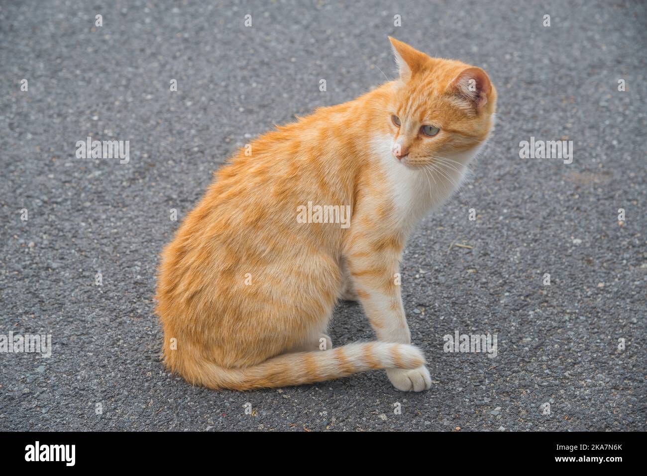 Tabby and white cat. Stock Photo