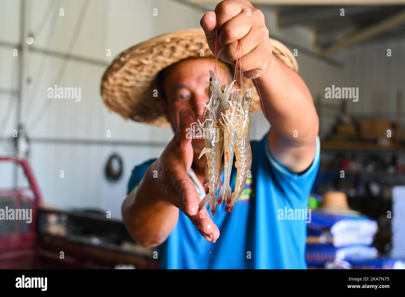Hohhot. 25th Aug, 2022. A farmer shows shrimps fed in a pond in north China's Inner Mongolia Autonomous Region, Aug. 25, 2022. TO GO WITH 'Across China: Shrimp aquaculture proves lucrative for Inner Mongolia farmers' Credit: Liu Lei/Xinhua/Alamy Live News Stock Photo