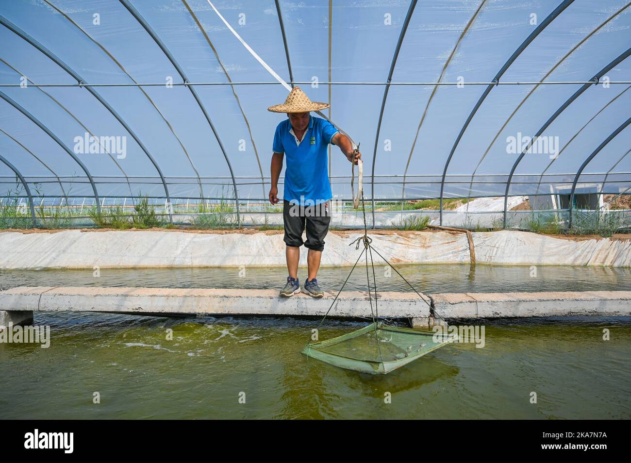 Hohhot. 25th Aug, 2022. A farmer works at a shrimp pond in north China's Inner Mongolia Autonomous Region, Aug. 25, 2022. TO GO WITH 'Across China: Shrimp aquaculture proves lucrative for Inner Mongolia farmers' Credit: Liu Lei/Xinhua/Alamy Live News Stock Photo