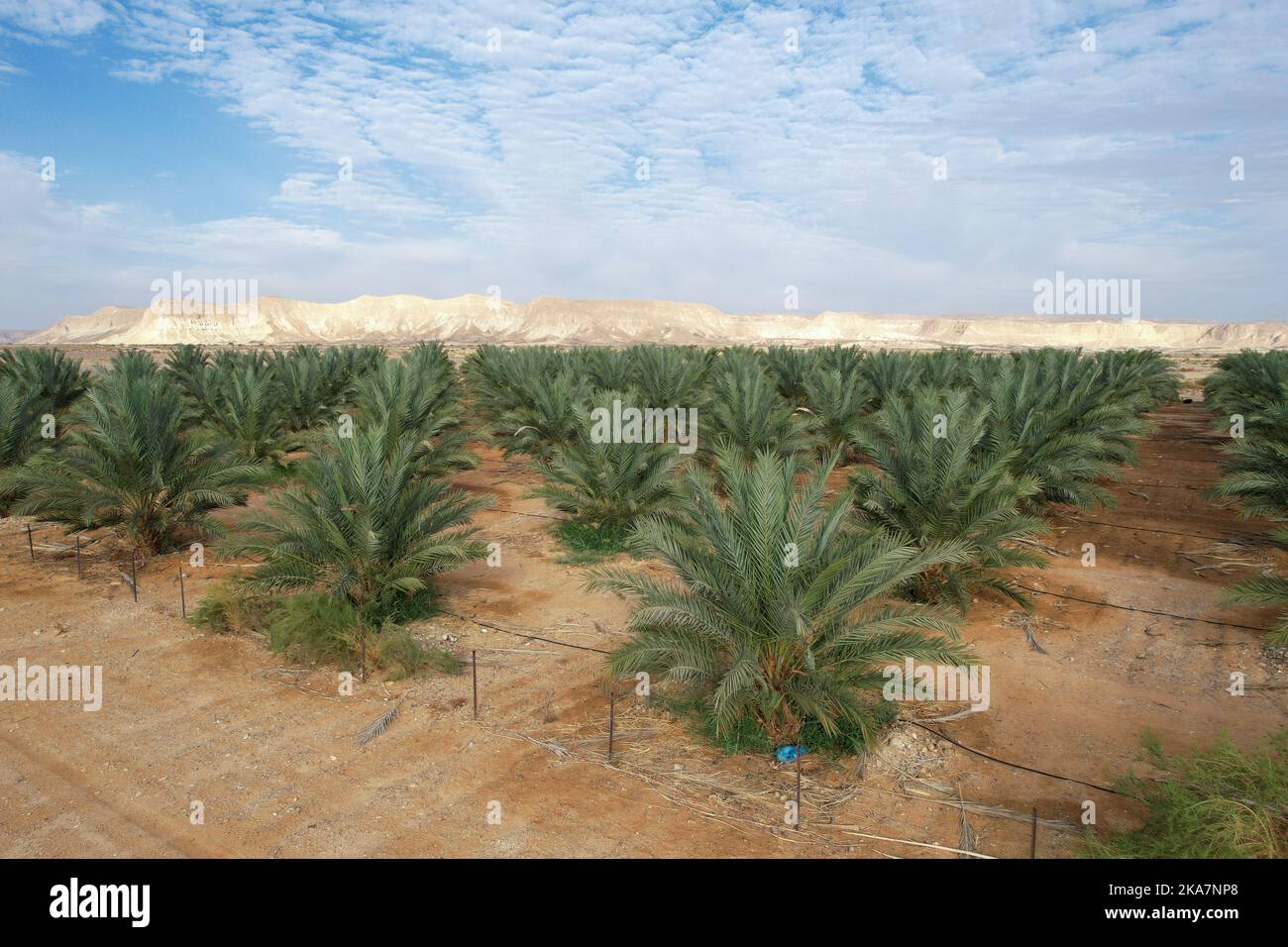 Desert agriculture. Large date Palms plantation in the desert. Stock Photo
