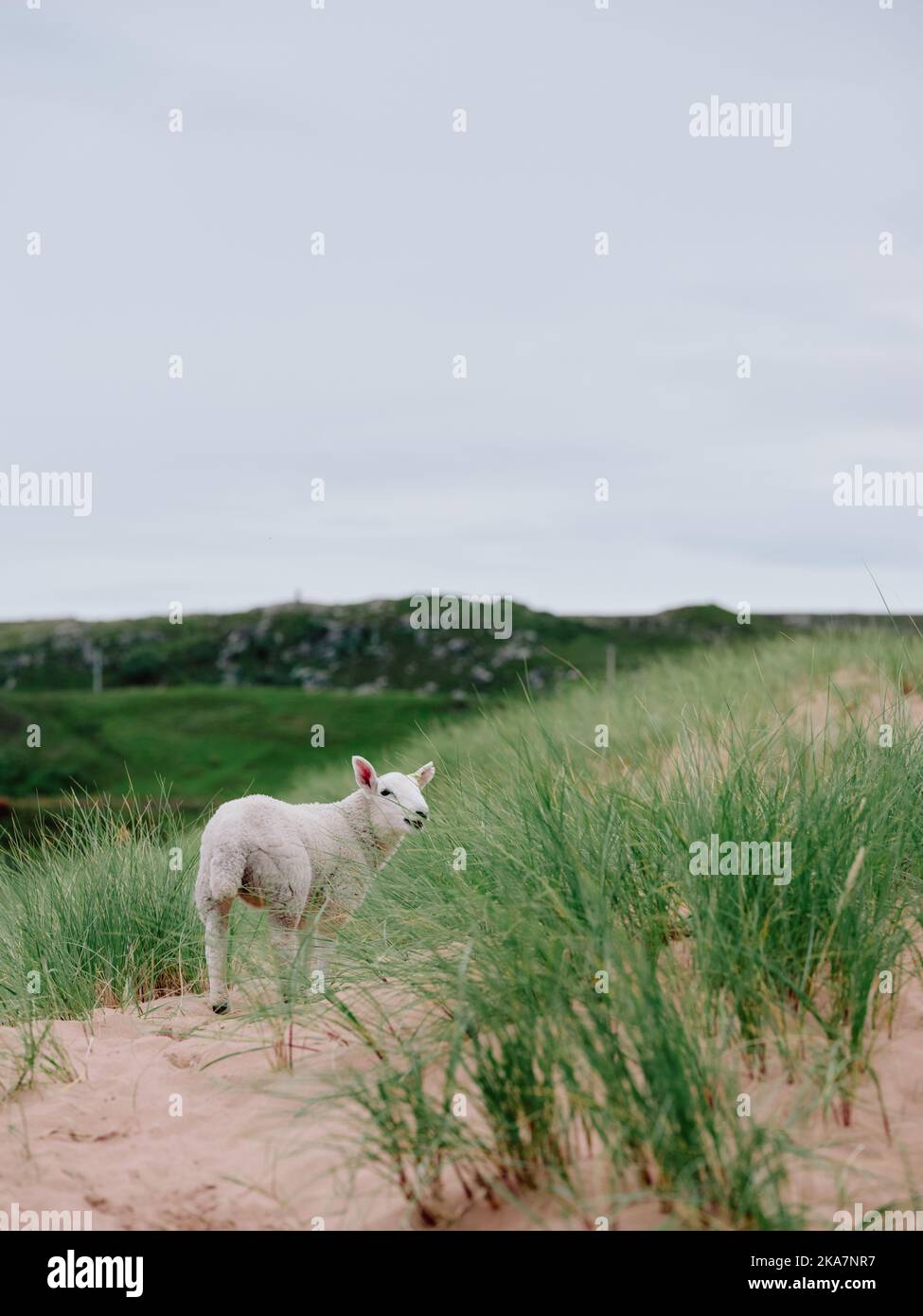 A sheep in the sand dune Marram grass landscape of Red Point beach, Gairloch on the west coast of Scotland UK Stock Photo