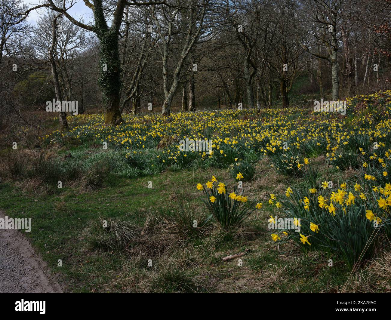 A carpet of spring daffodils lines a woodland driveway. Skipness Tarbert, Argyll and Bute. Scotland Stock Photo