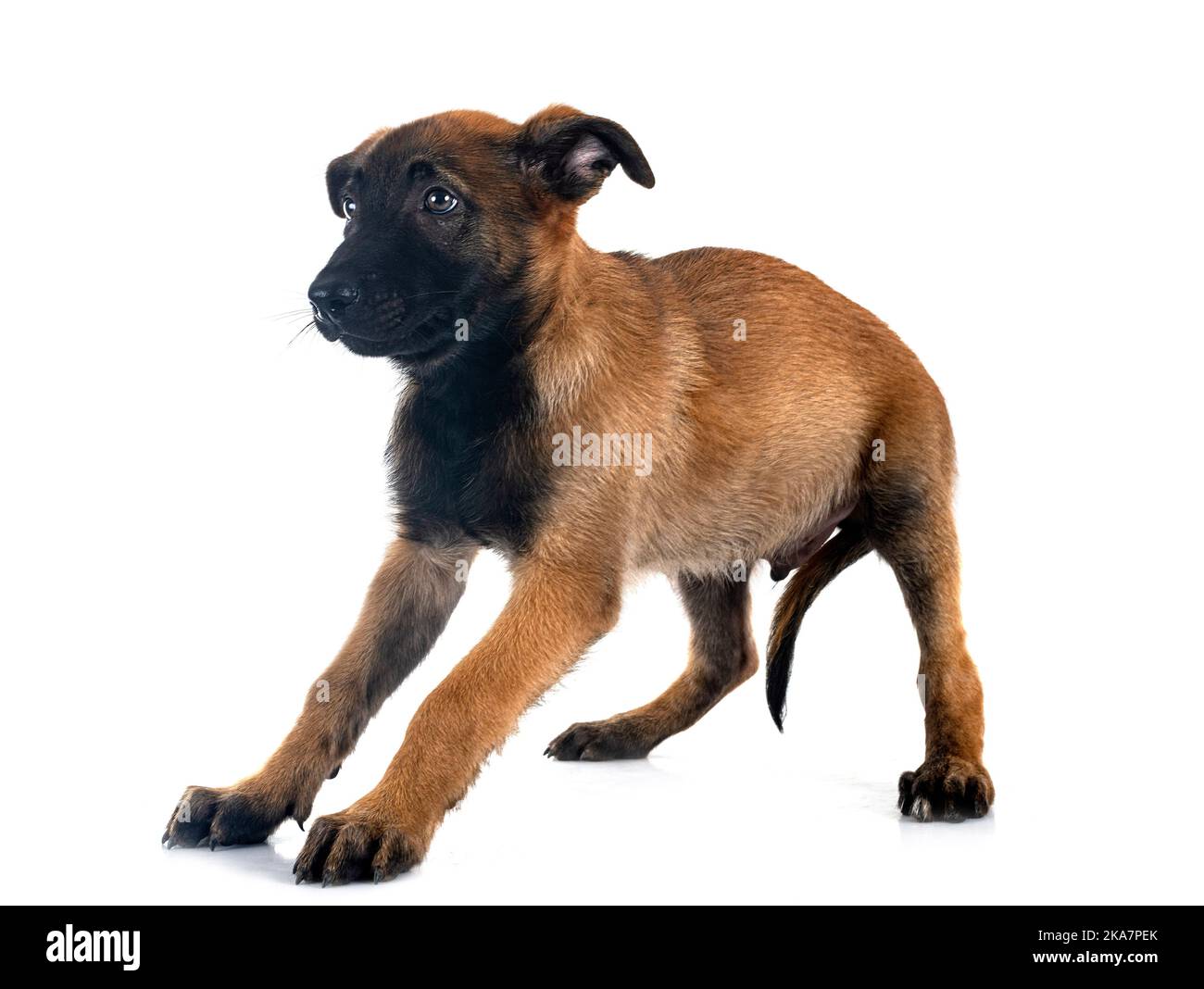 White belgian shepherd best sale puppies