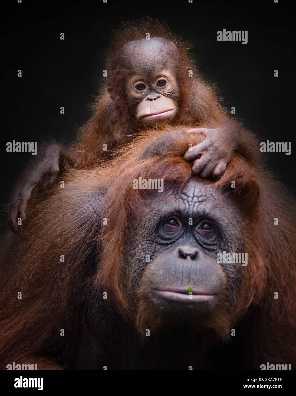 Difference Between Monkeys and Apes - Taman Safari Bali