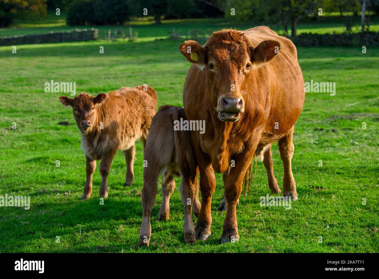 Sunlit brown cow & 2 two small cute twin newborn calves standing in farm field (mum & babies watching, ID ear tag, close-up) - Yorkshire, England, UK. Stock Photo