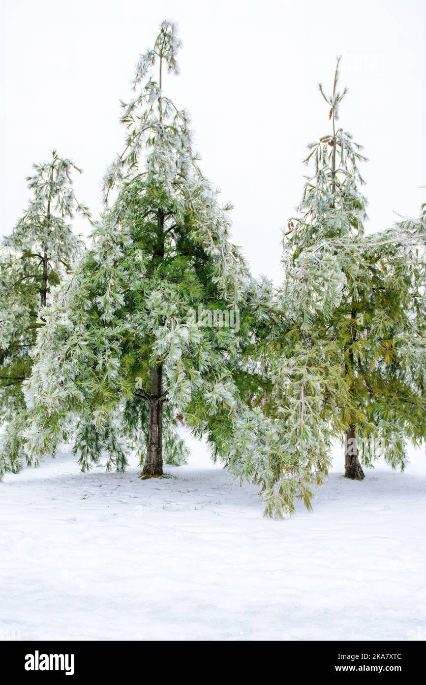 Toronto, Canada, freezing rain covering diverse surfaces in outdoor areas Stock Photo