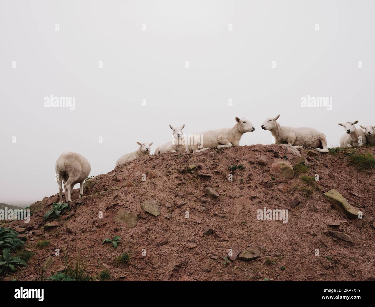 Sheep taking a break on a sandy rock mound all in a line - sheep farming Stock Photo