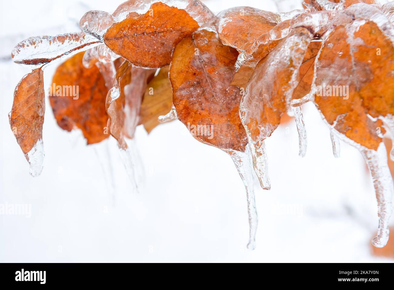 Toronto, Canada, freezing rain covering diverse surfaces in outdoor areas Stock Photo