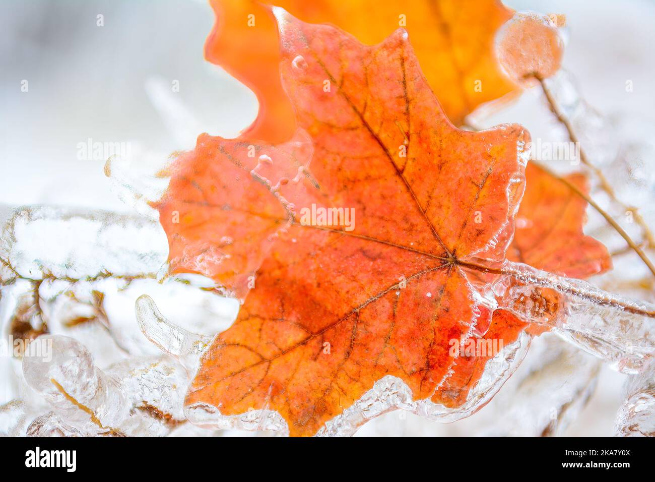 Toronto, Canada, freezing rain covering diverse surfaces in outdoor areas Stock Photo