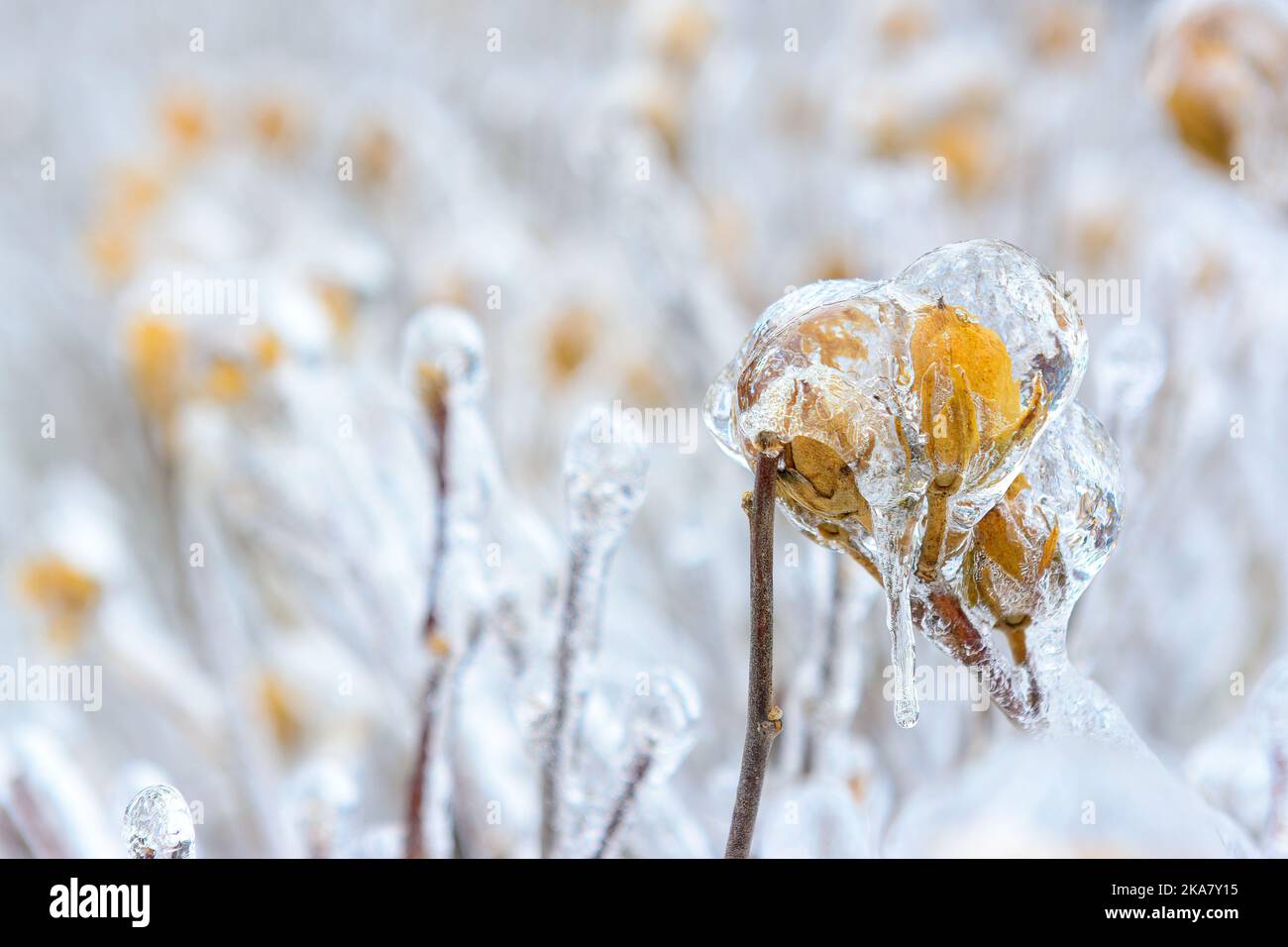 Toronto, Canada, freezing rain covering diverse surfaces in outdoor areas Stock Photo