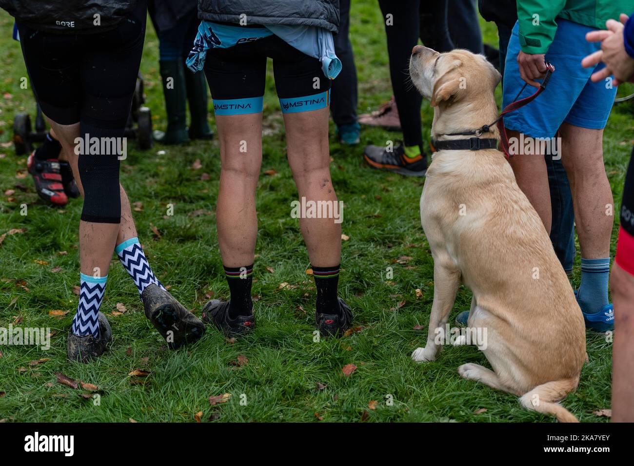 Back of legs with Labrador watching on Stock Photo Alamy