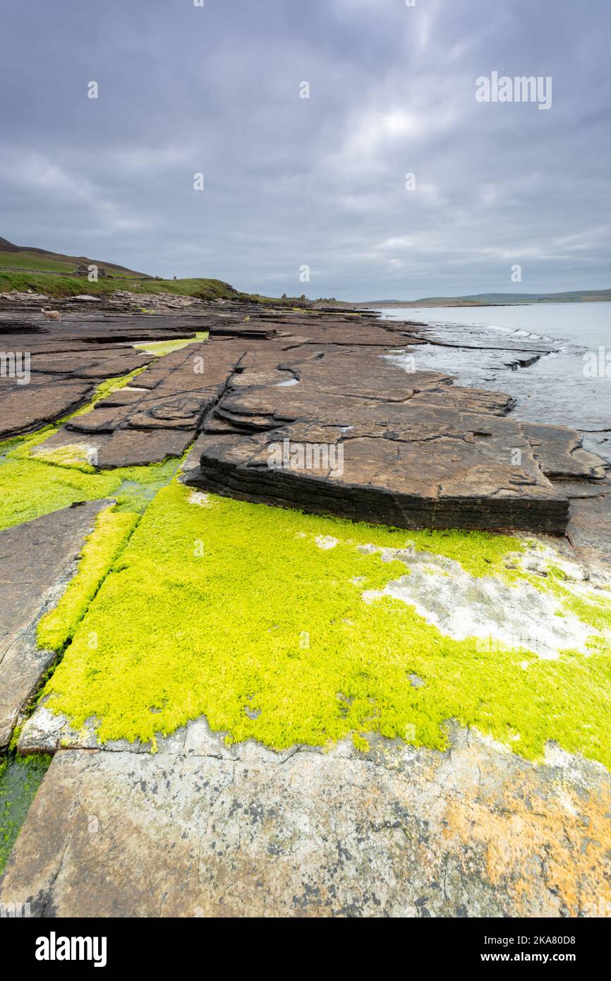 Geological rock formation and seaweed, Rousay, Orkney, UK 2022 Stock Photo